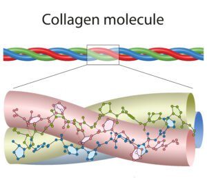 Collagen Molecule